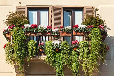 Aménagez un balcon avec des plantes : choisissez bien vos plantes